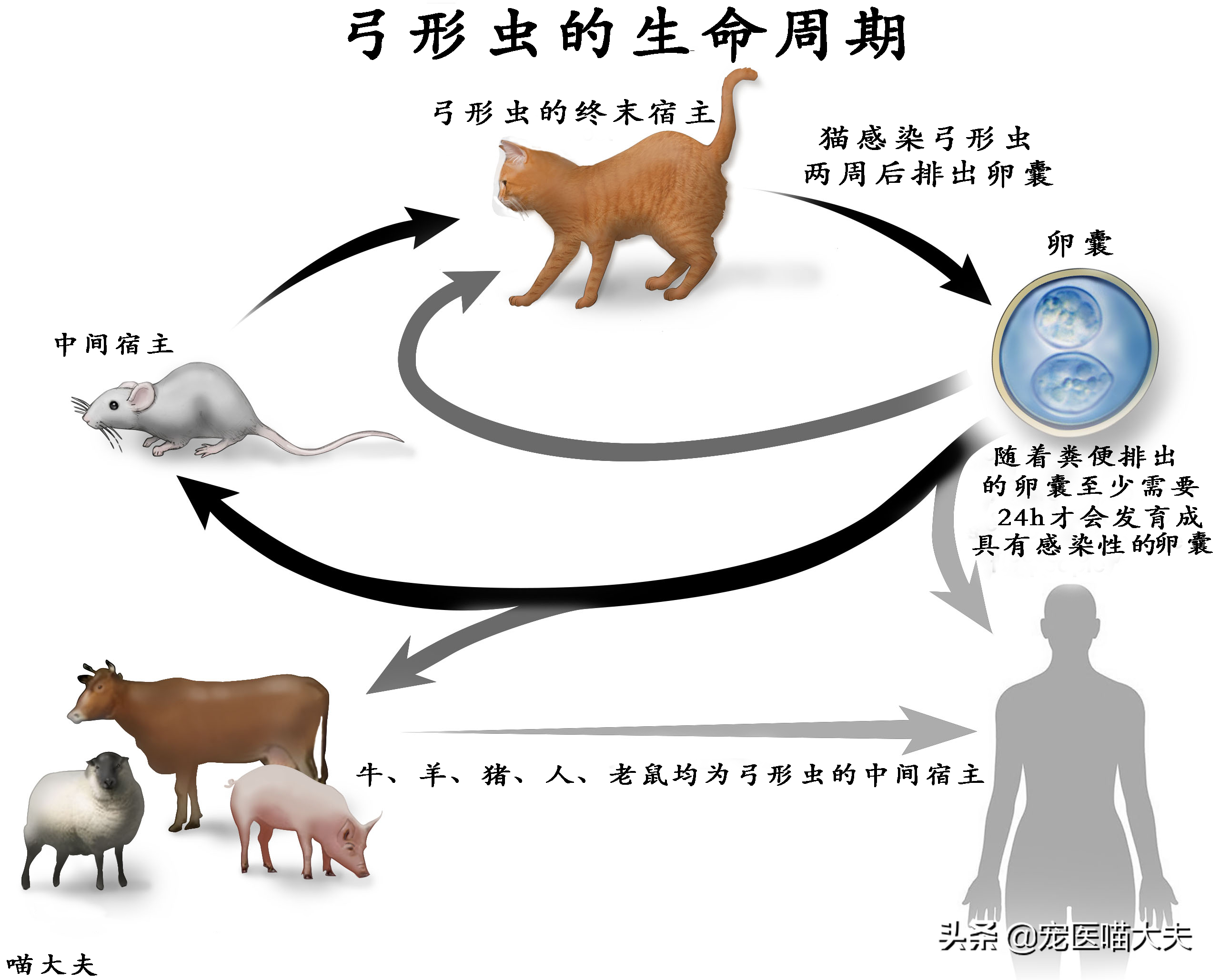 宠物健康：如何诊断、治疗猫弓形虫病？