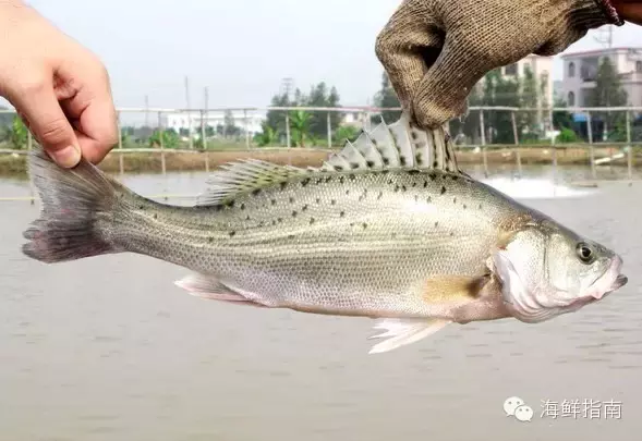 常见的海鱼有哪些（常见海水鱼类图谱大全）