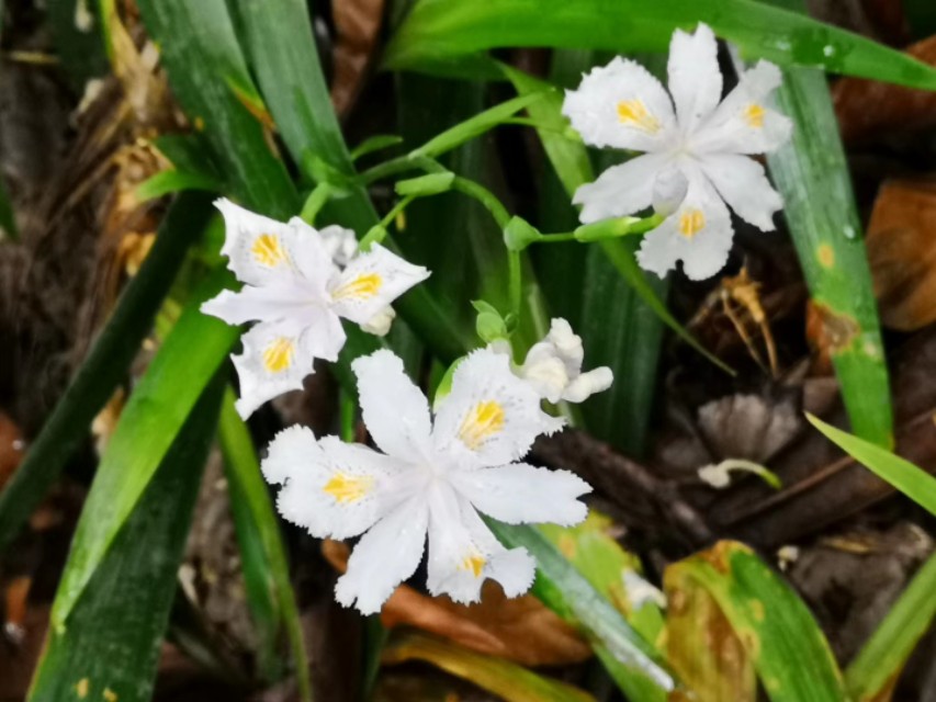 白蝴蝶花,白蝴蝶花圖片