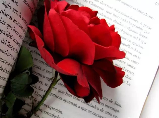 散文关于玫瑰(关于玫瑰的散文)
