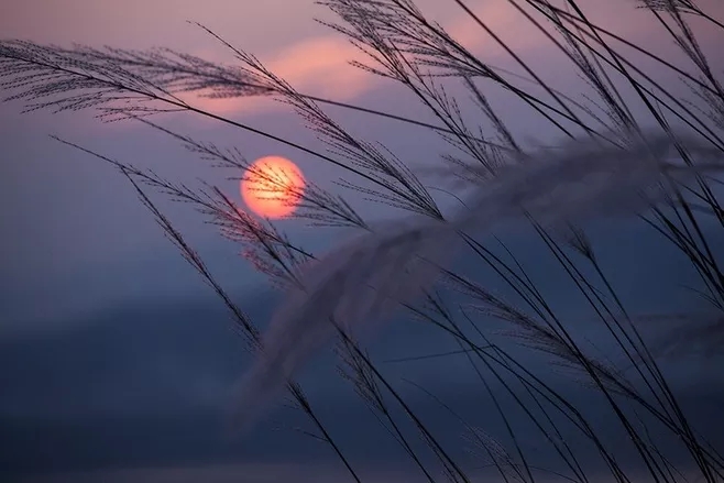 蒹葭苍苍，芦苇微微，当真是“此生飘荡何时定，一缕鸿毛天地中”