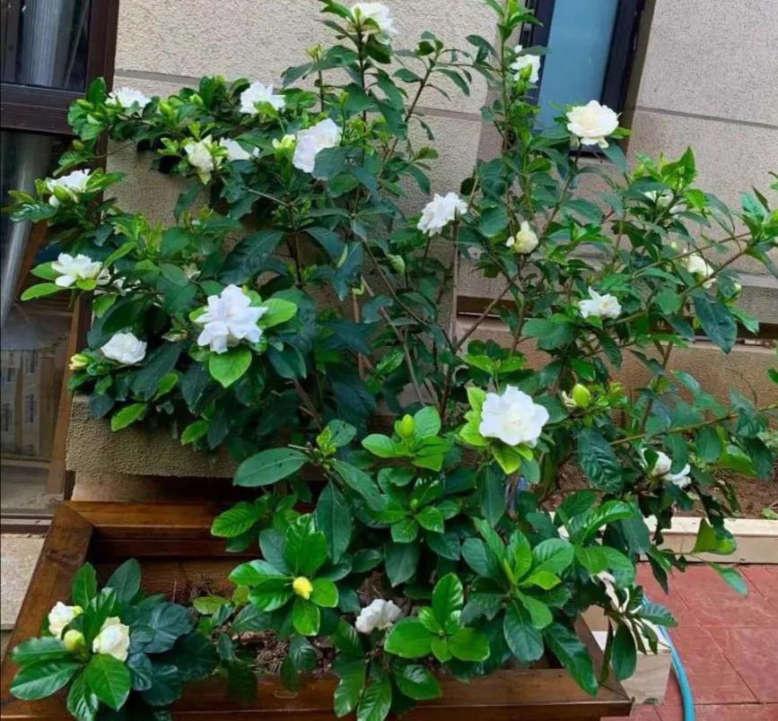 人养花，花亦滋养着人！100种室内盆栽花草图鉴，有您喜欢的吗？