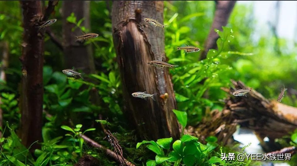 有水就能活的硝化细菌(水中硝化细菌是怎么存活的)