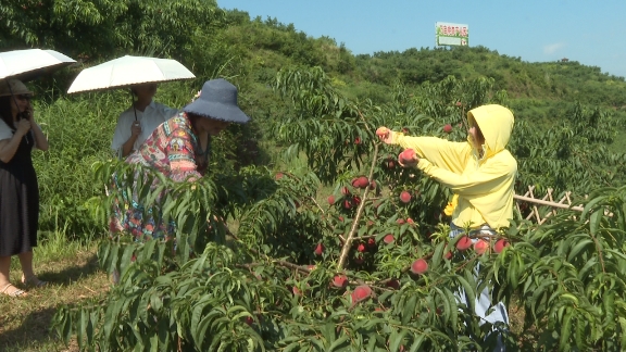 喜迎丰收！蓬安县新园乡上千亩文君桃成熟啦