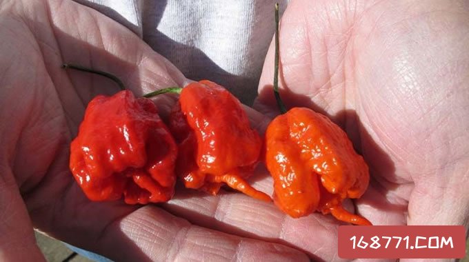 世界上最辣的辣椒，最辣第一名是多少度？