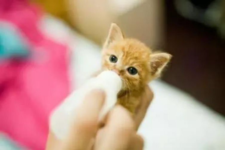 刚出生几天小奶猫怎么养？收下这份指南，路边捡到猫咪都能养活