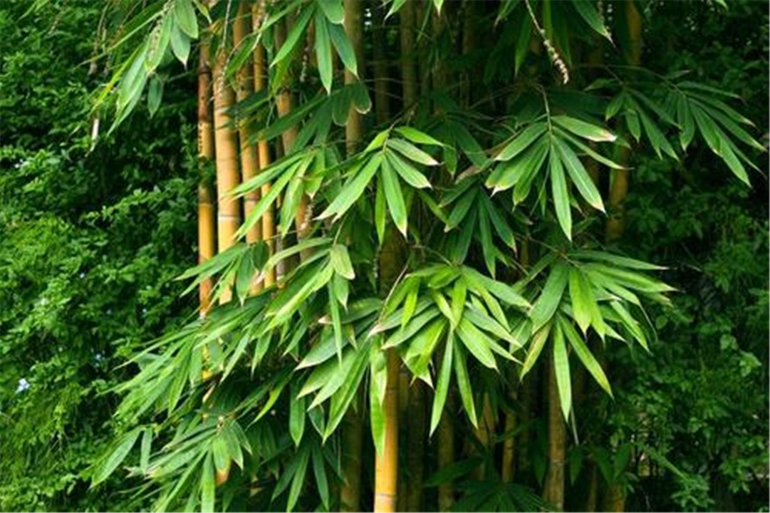 "竹子开花,马上搬家",竹子开花真的预示有"大灾"要发生吗?