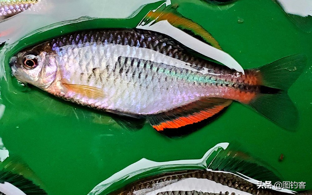 鳑鲏鱼没有人不认识，但个头大有须的鳑鲏你知道吗？它们叫“鱊”