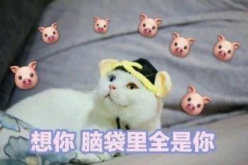 性感猫咪，在线陪聊