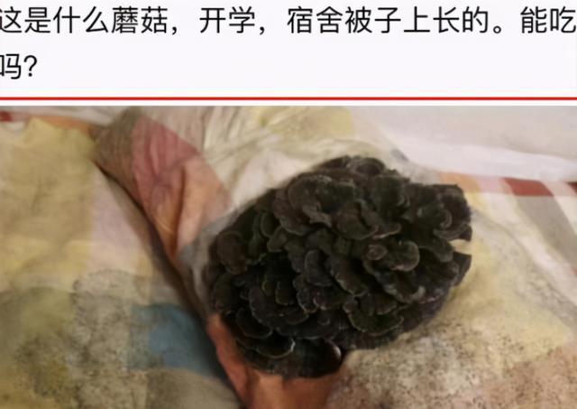 大学“寒碜”宿舍走红，环境堪比荒野求生，能承受的学生很厉害