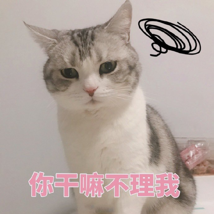 表情包：猫猫怂怂