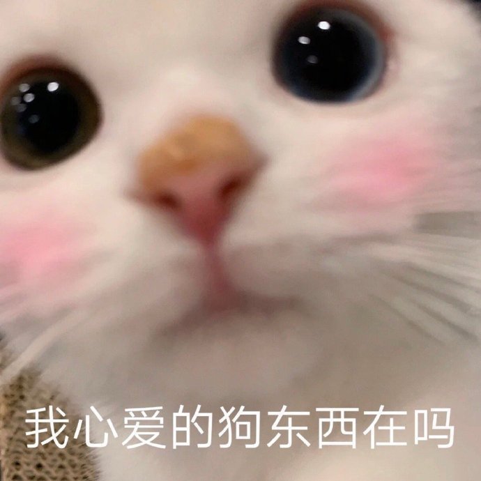 猫咪表情包合集｜我心爱的狗东西在吗？