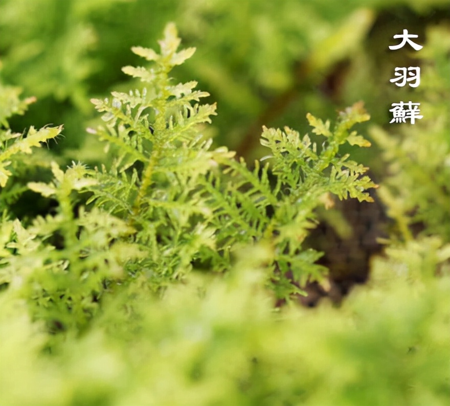 苔藓植物图片（小编带你盘点四十种苔藓植物）