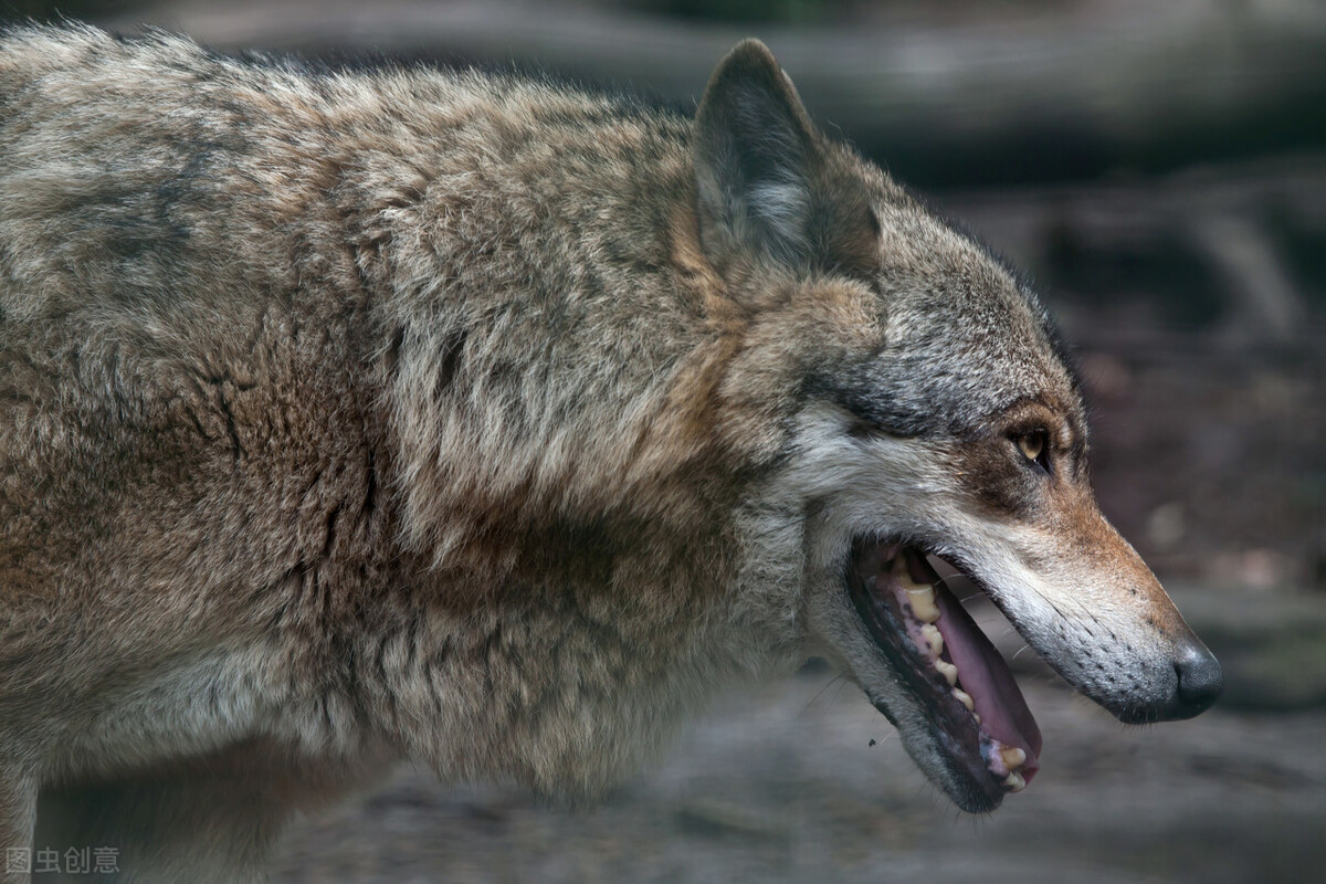 翠芬家世代都住在这深山里,在那个年代,山区农村家庭条件都很不好