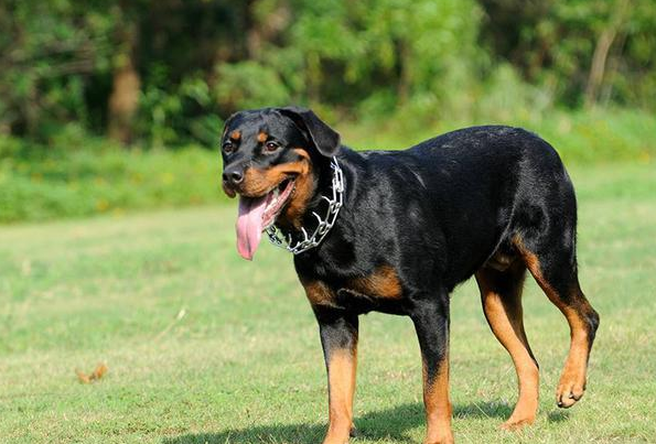 羅威納犬價格看完羅威納的這些優缺點