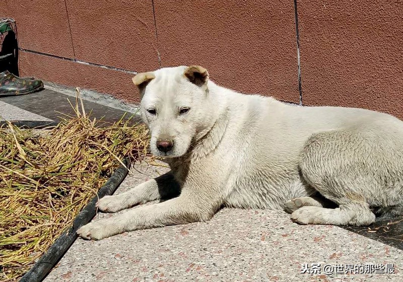 5种国人认为最好的山地猎犬，广西一只，四川就占了两只