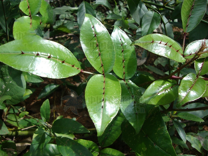 黄根刺功效与作用-我的快乐小窝