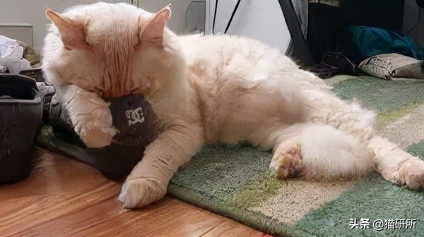 猫咪为啥沉迷吸鞋？这样会传染脚气吗？