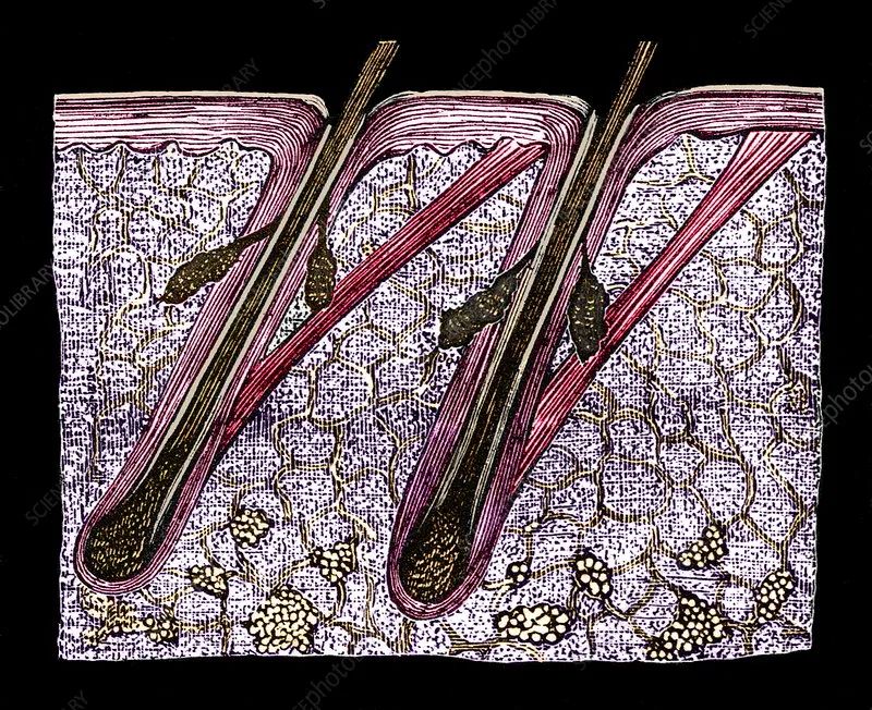 头发的离开,是梳子的追求,还是头皮的不挽留?