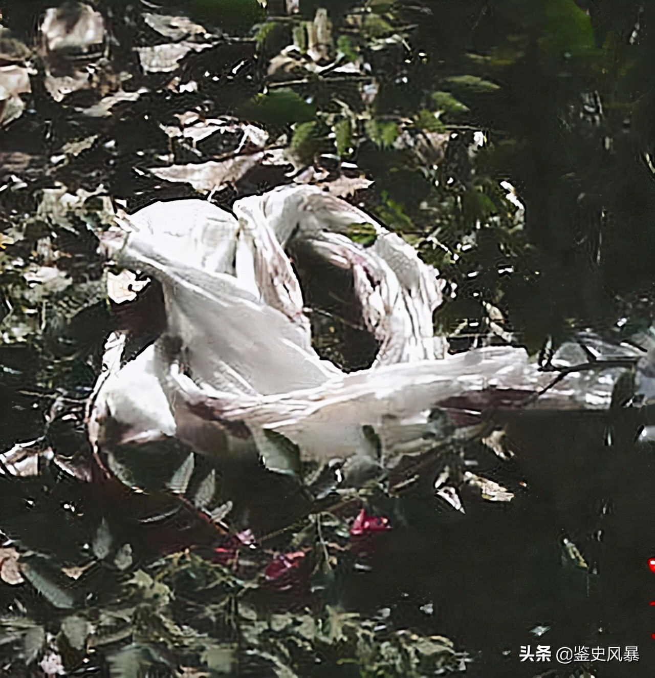 2012年，16岁女生命丧椅子山密林,离校仅2公里,两条白布找出真凶