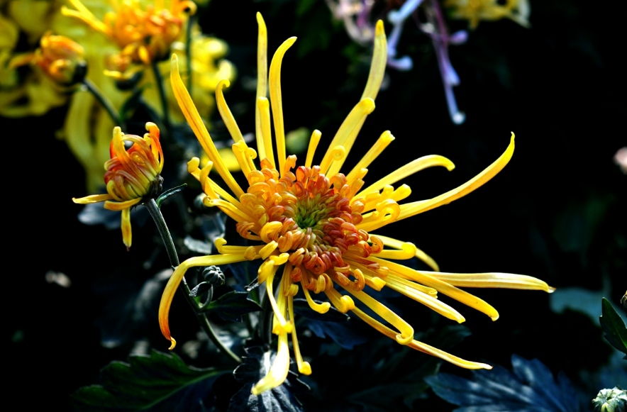 菊花，就是秋日最美的诗词，十二首晚菊诗词，傲骨迎霜，优雅美艳