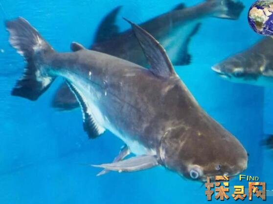 成吉思汗魚滅絕了嗎 身長3米以肉食為主 頻臨滅絕 天天看點