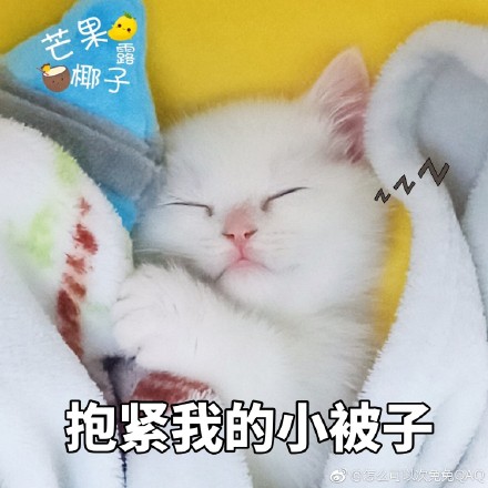 猫咪表情包：你开心就好