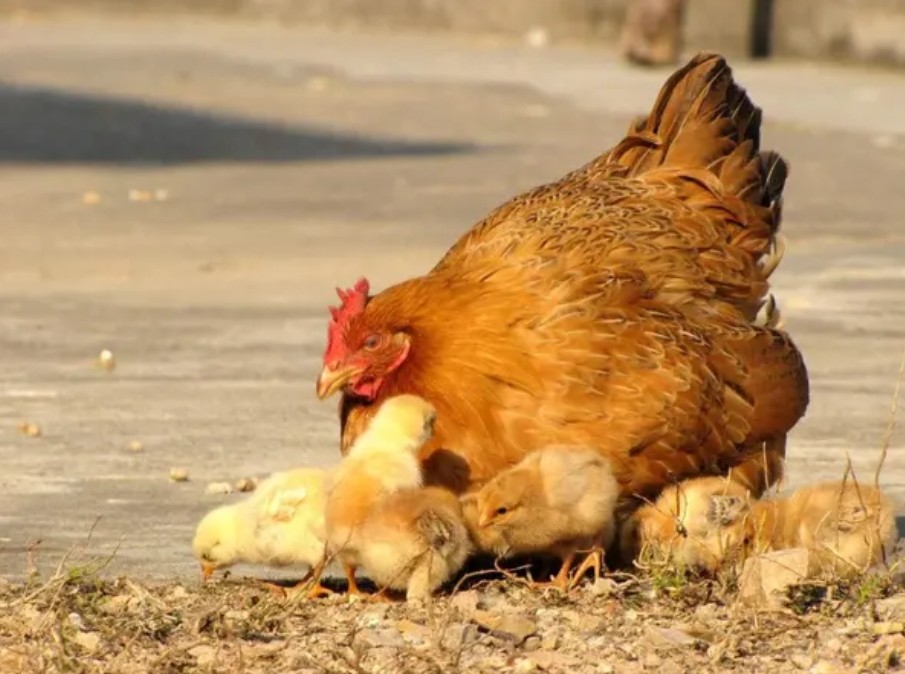 老母鸡孵化鸡娃