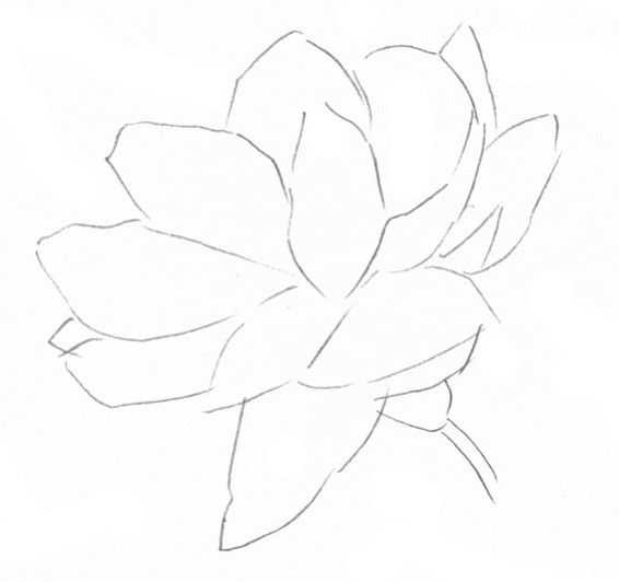 零基础钢笔画教程:分步骤讲解茉莉钢笔画画法,简单易学,快临摹