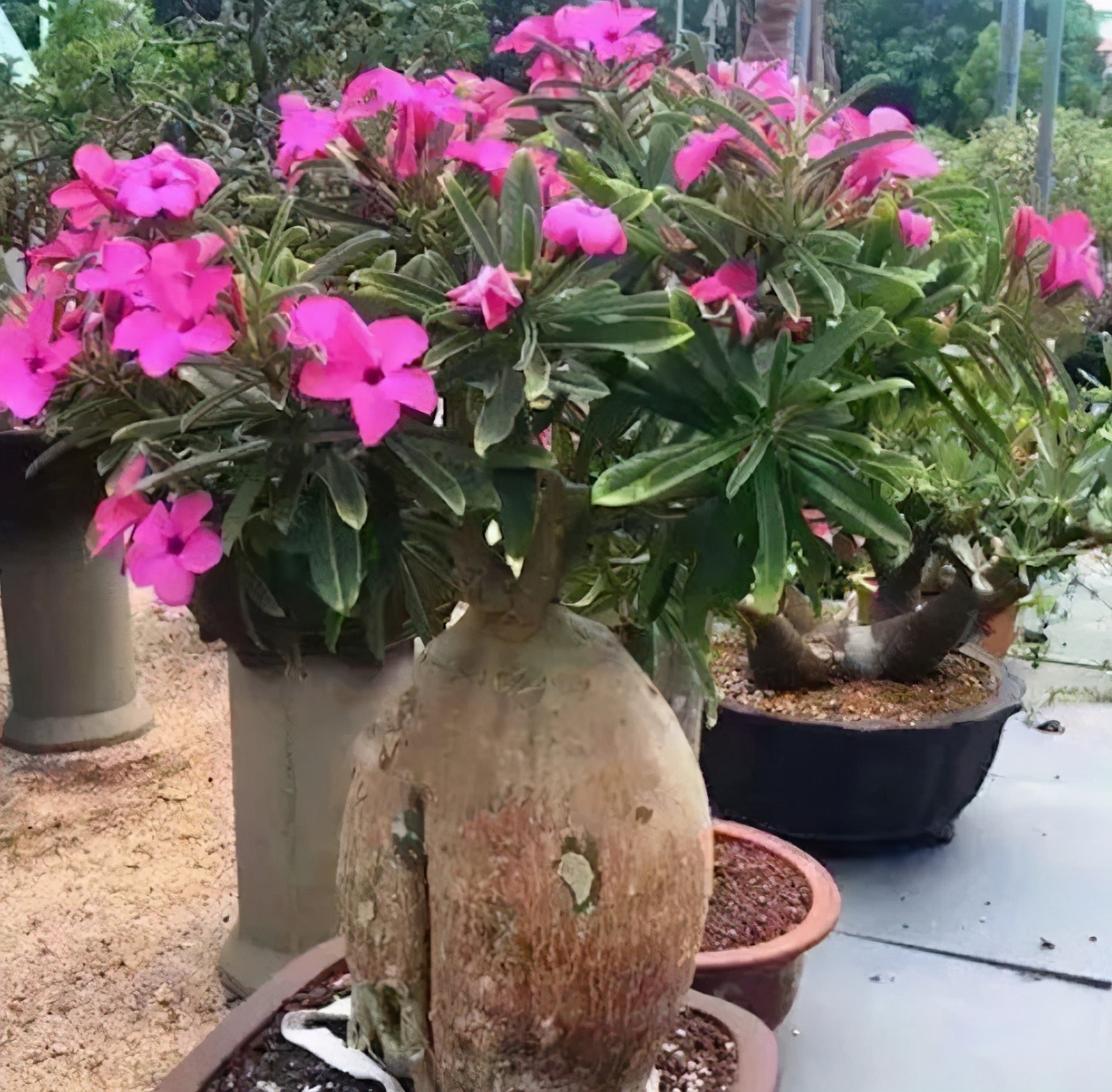 5种超耐旱的花卉植物，1个月不浇水也没事