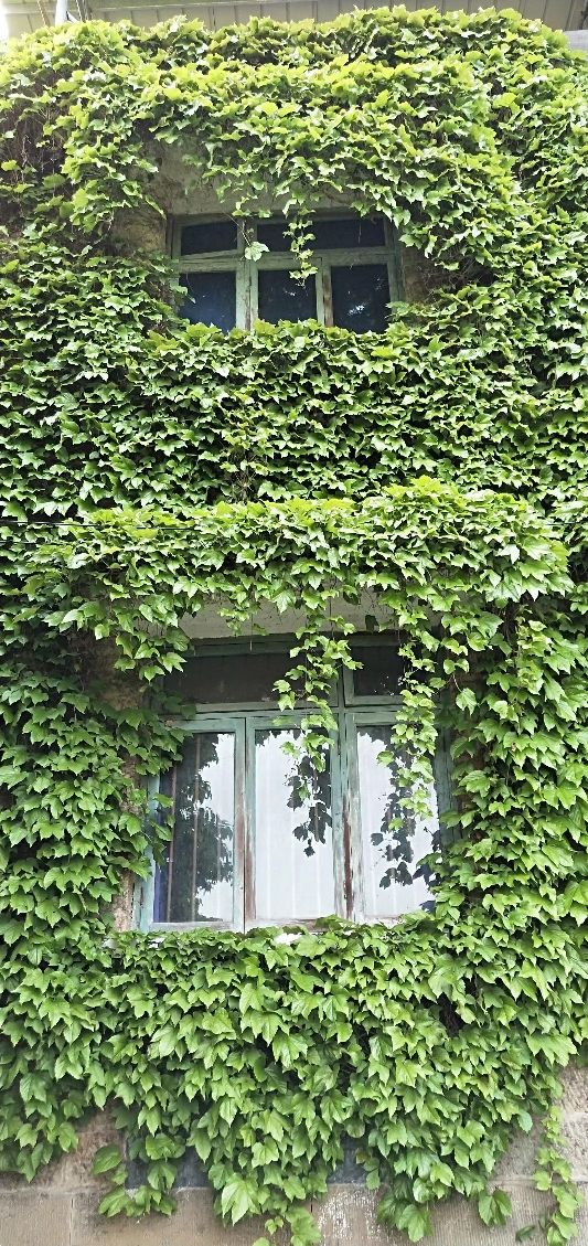 3种花要慎养，一旦扎根，很难清除