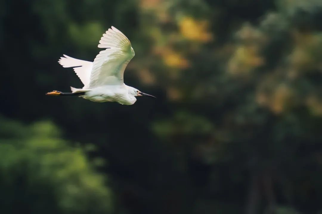 100句人生诗词，繁华过处皆云烟，淡淡人生静静过-第2张图片-非凡网