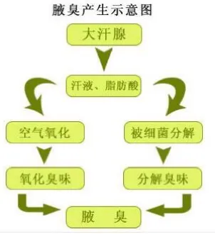 腋窝有异味怎么办？