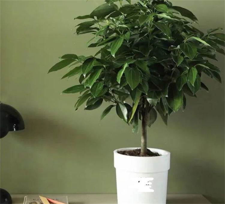 搬新家送什么绿植盆栽最合适？需满足健康、皮实、寓意好3个条件