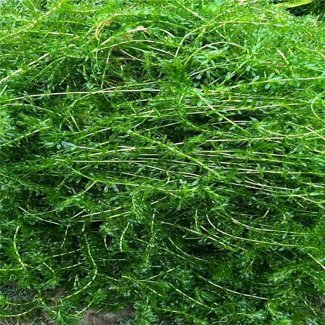 如何正确选择合适的适口水草来促进小龙虾的健康生长繁殖?