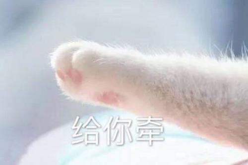 猫爪子牵手表情包｜牵手成功