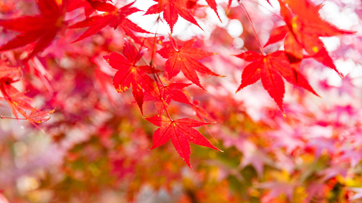 满庭诗境飘红叶,秋风起时,读古诗词,邂逅旧时光里的唯美秋色