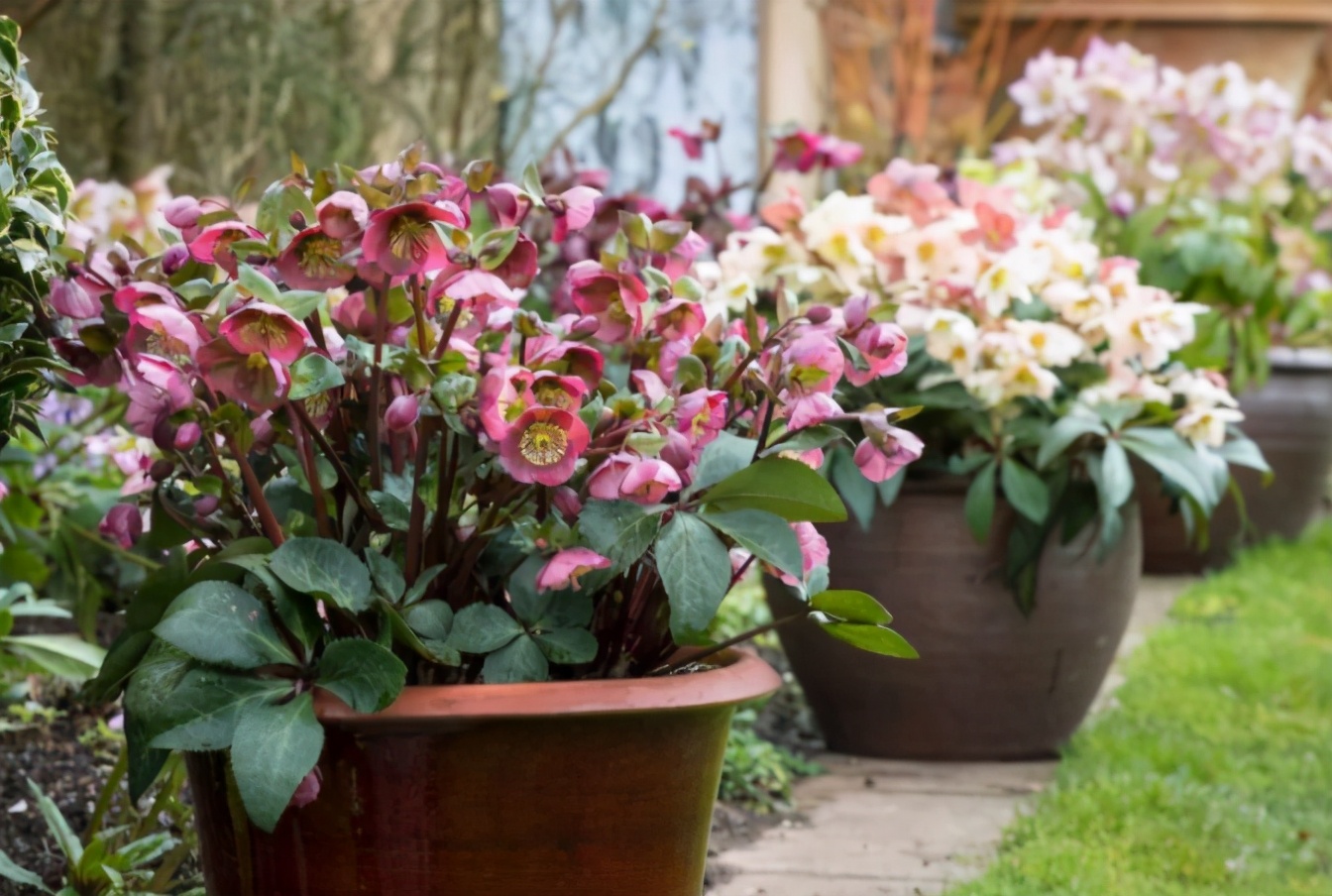 谁说北向阳台不能养开花植物适合北阳台种植的会开花的植物