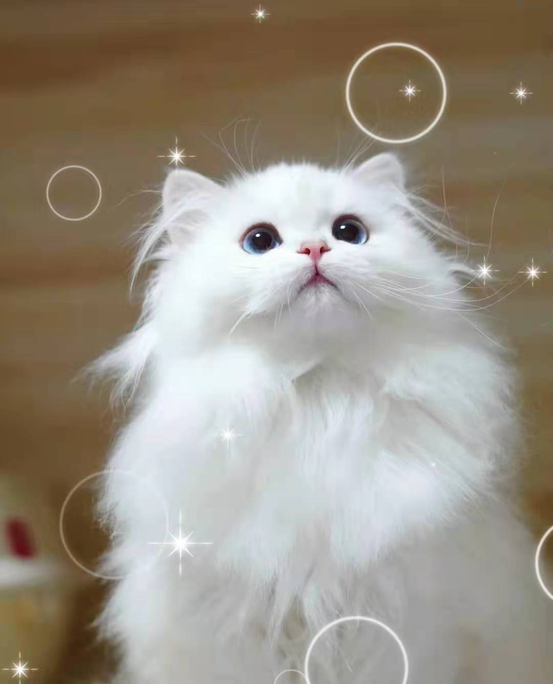猫咪生病的迹象，看懂前兆比治病更重要
