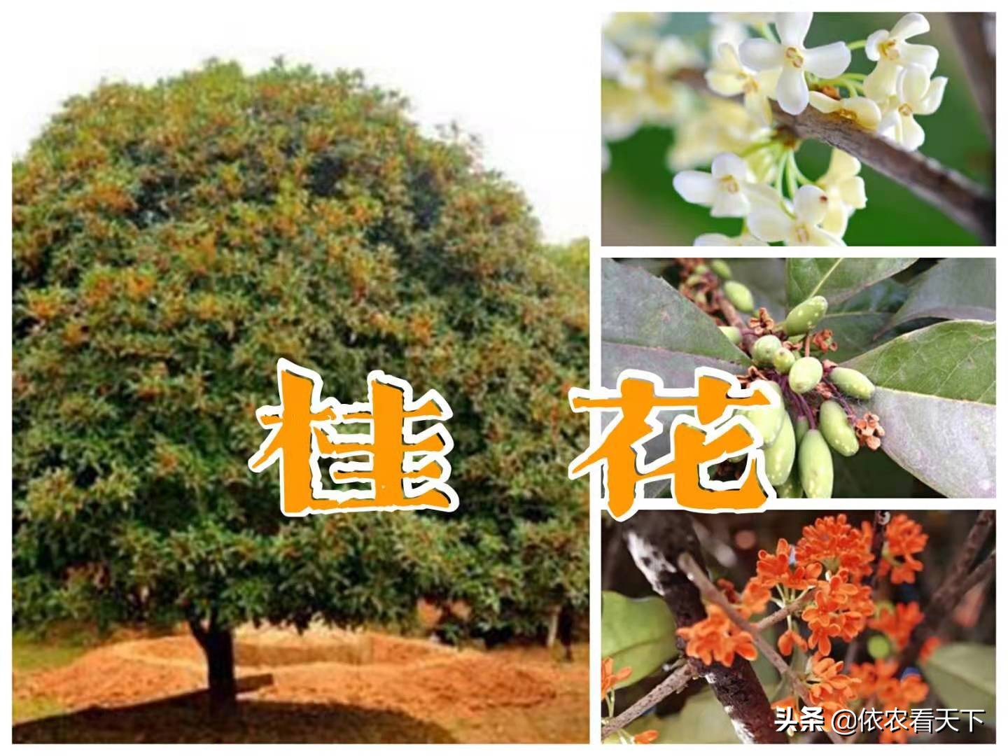 桂花 肉桂和月桂 完全不同的三種樹 了解差別莫要認錯和用錯桂花 我确實有個小弟叫 月桂 以花 為傲 桂花樹肉桂 我是桂花的 鄰居 月桂的 表兄弟 以皮豐味 肉桂樹月桂 我是 外來戶 住月亮 到底的是不是我 以葉見長 月桂樹寫在最後 谷豐計劃 喜歡有關三農 農業