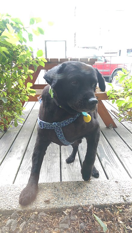 狗子交配后,为什么会背靠背闭锁?这不是很危险吗?