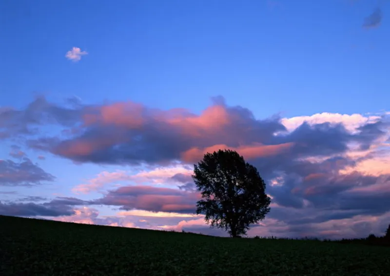 蓝桉:听说有人在传我的设定是霸道总裁?