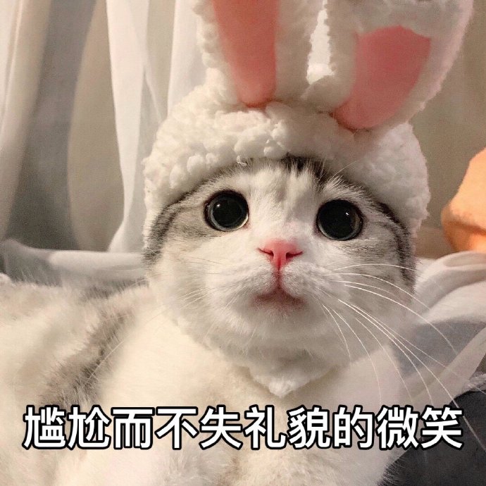 猫咪表情包合集｜怎么可以这样