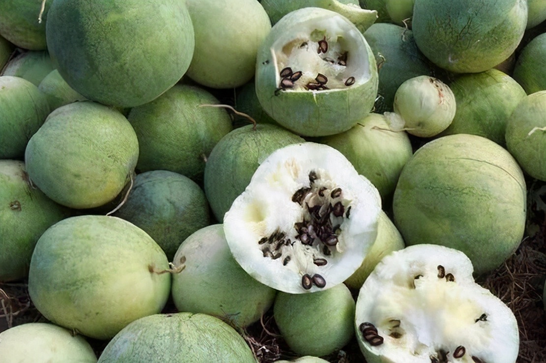 国内葫芦科蔬果全介绍