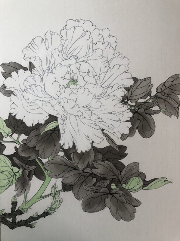 工笔画入门:教你6步画牡丹工笔画,简单易学,学会几分钟一幅画