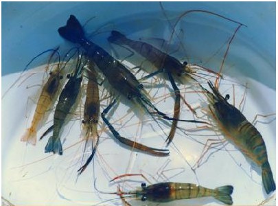 淡水虾养殖条件是什么（四种常见淡水虾的养殖技术）