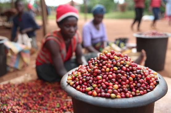新华财经记者在非洲：咖啡文化席卷世界，咖啡豆变“致富豆”