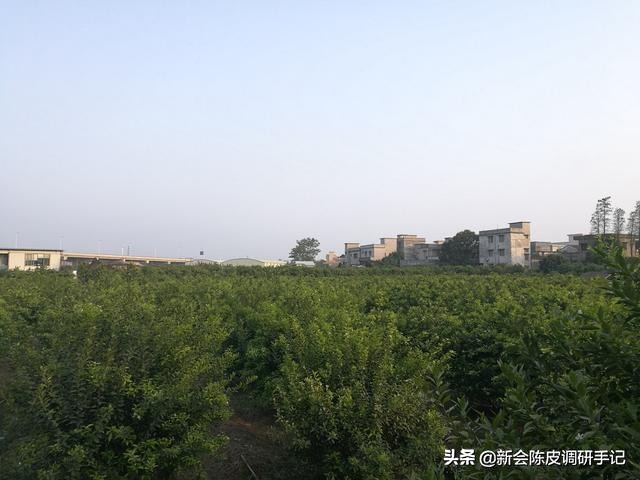 新会陈皮“核心产区”被征地：“一线产区”在消逝，陈皮要涨价？