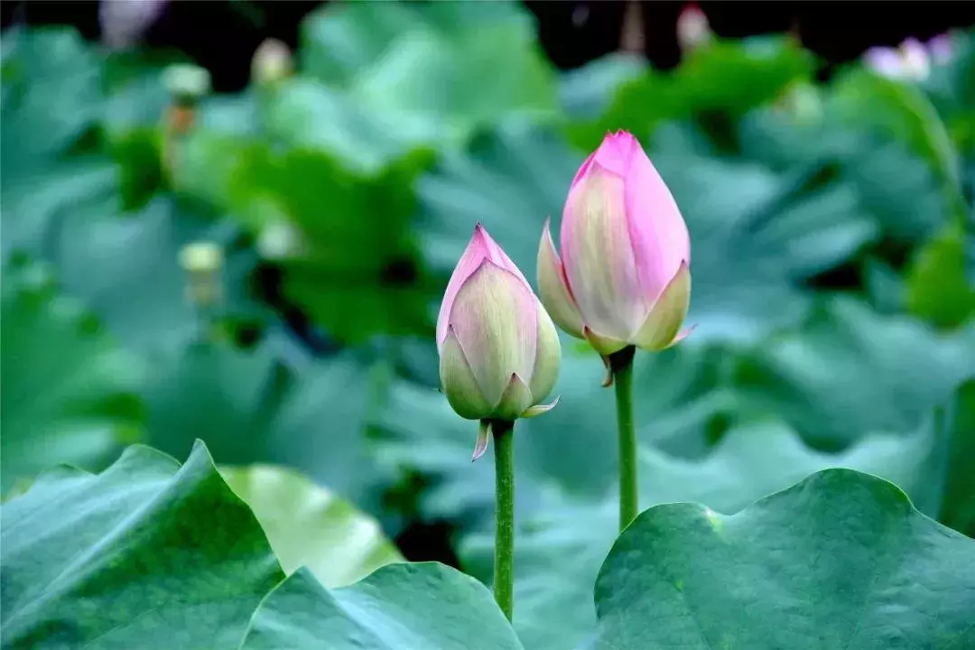 盈盈芙蕖水中开，菡萏尽放，千娇百媚~与君共赏这一池荷香