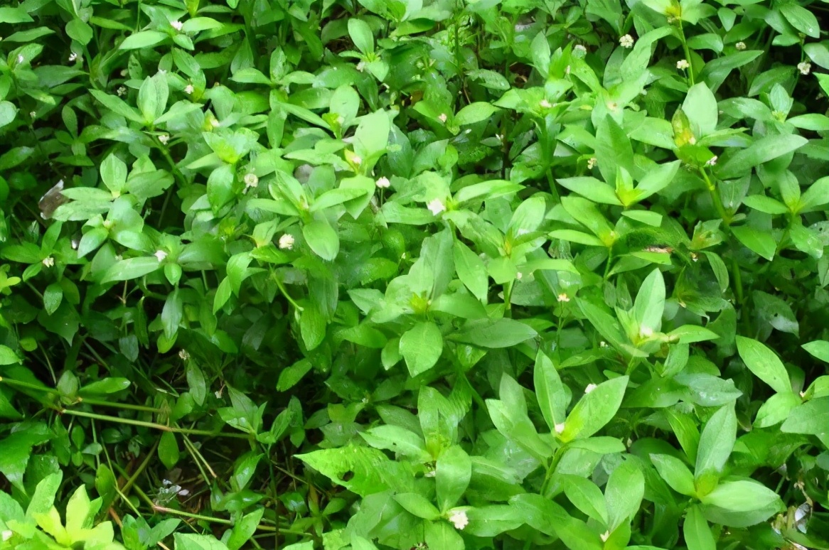 比水葫芦可怕,被吃掉拉出来还能继续生长,水花生真一无是处吗?